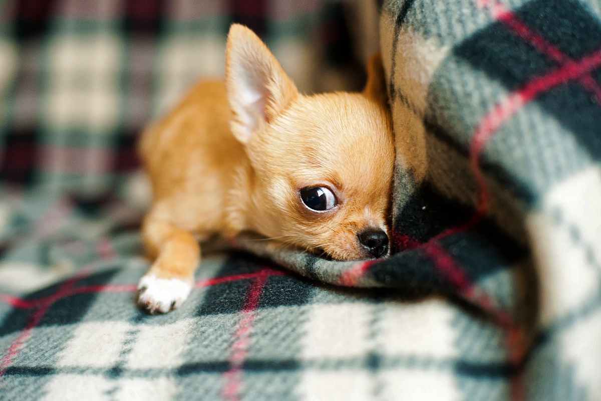 Chihuahua