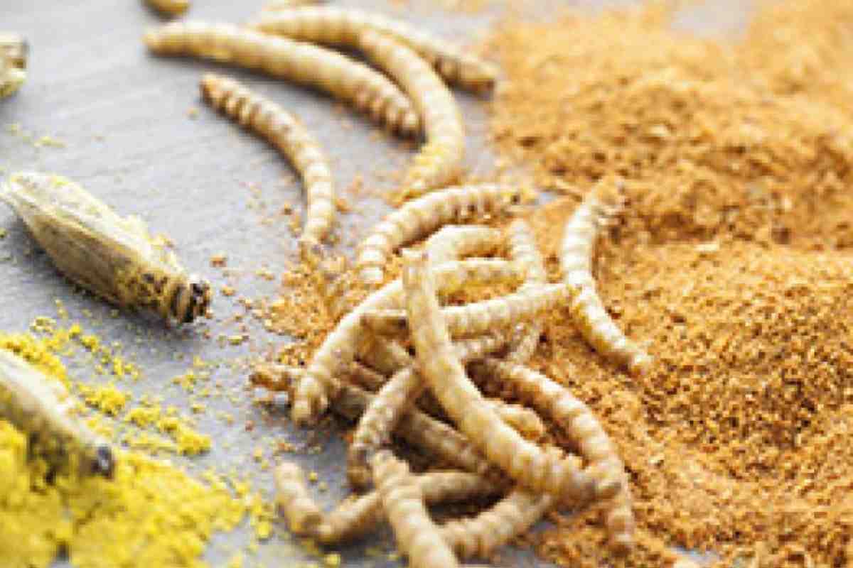Set 15 Esche Morbide A Forma Di Verme Per Pesca – 10,2 Cm, 5 Colori, Infuse Di Sale – Per Bassa, Trota, Luccio In Acqua Dolce E Salata